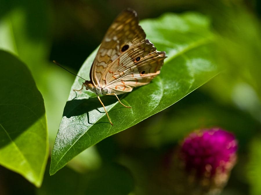Enjoy the tropical plants and animals