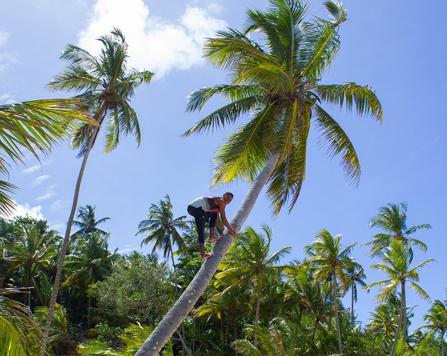 want a coconut?
