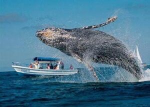 whale watching dominican republic