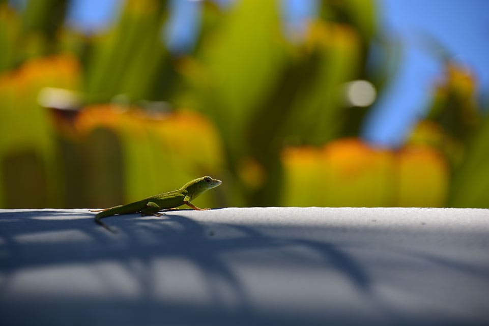 Swell visitor